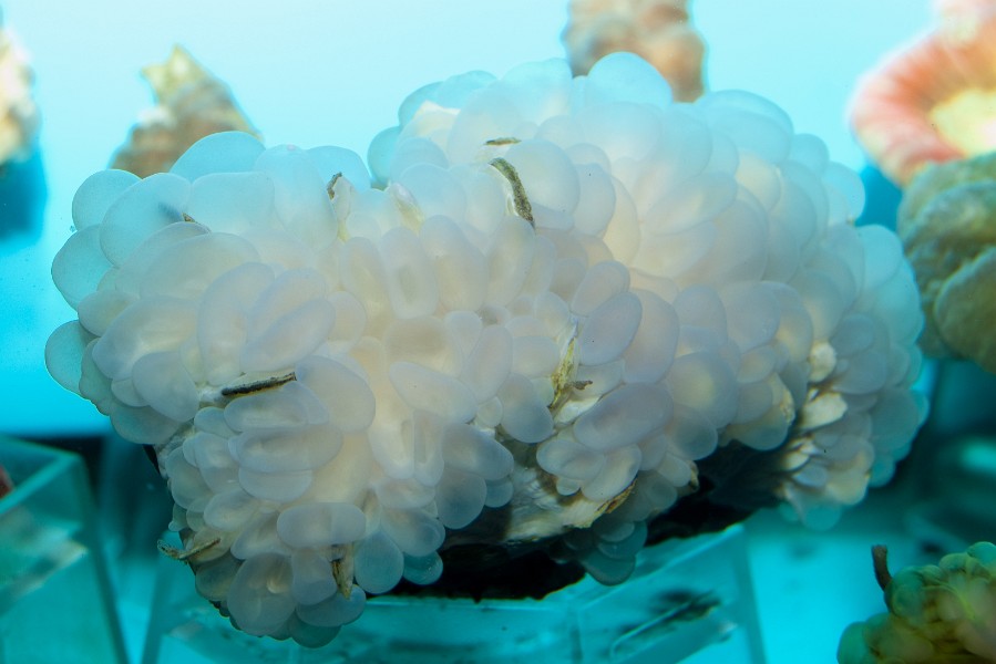 Bubble Pearl Coral (Physogyra sp)